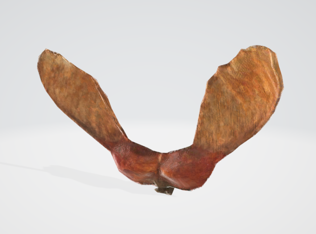 A 3D model of florida maple seed available in the VRPlants Makers' Pack