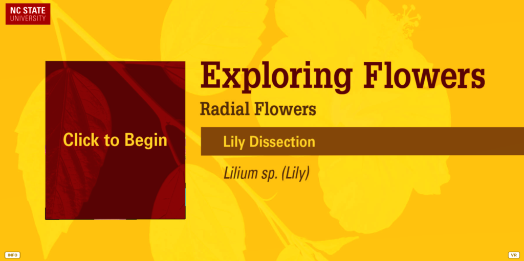 Title Card reads 'Exploring Flowers: Radial Flowers'